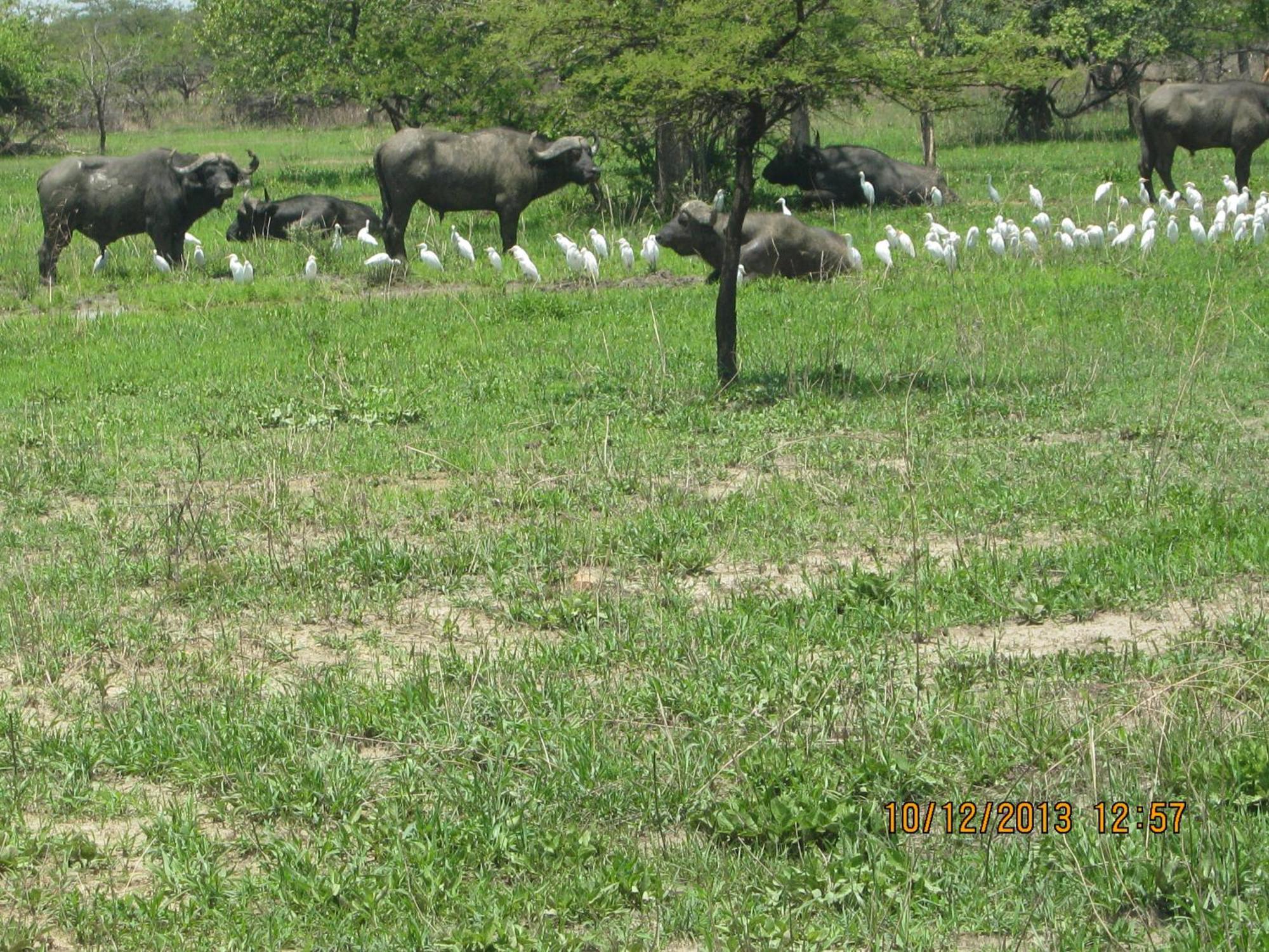 Lochinvar Safari Lodge Of Lochinvar National Park - Zambia Eksteriør billede